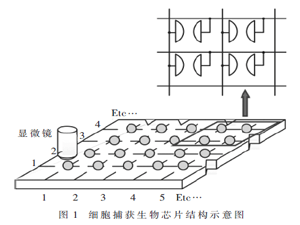 高通量可寻址细胞捕获芯片控制系统的设计